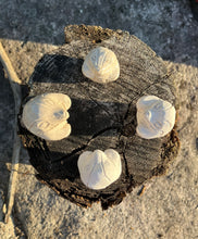 Load image into Gallery viewer, Opalis Tribe - Protectors of the Forests