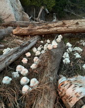 Load image into Gallery viewer, Opalis Tribe - Protectors of the Forests