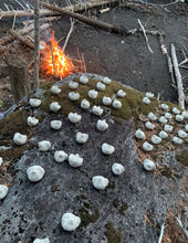 Load image into Gallery viewer, Opalis Tribe - Protectors of the Forests